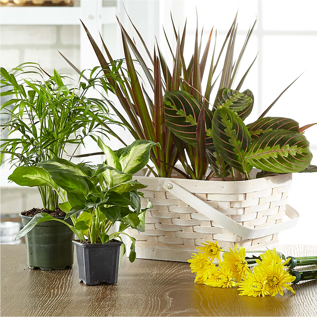Florist Designed Blooming and Green Plants in a Basket – Flowers By Roger Inc, Middletown OH