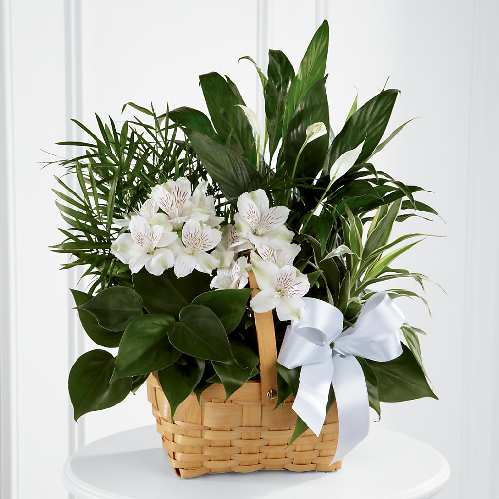 Peace & Serenity Dishgarden – Flowers By Roger Inc, Middletown OH