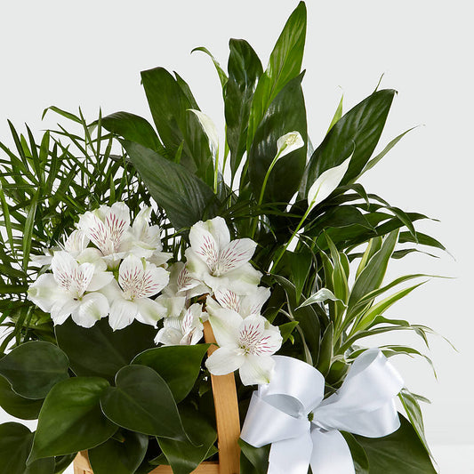 Peace & Serenity Dishgarden – Flowers By Roger Inc, Middletown OH