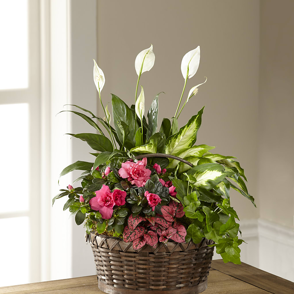 Dream in Pink Dishgarden – Flowers By Roger Inc, Middletown OH