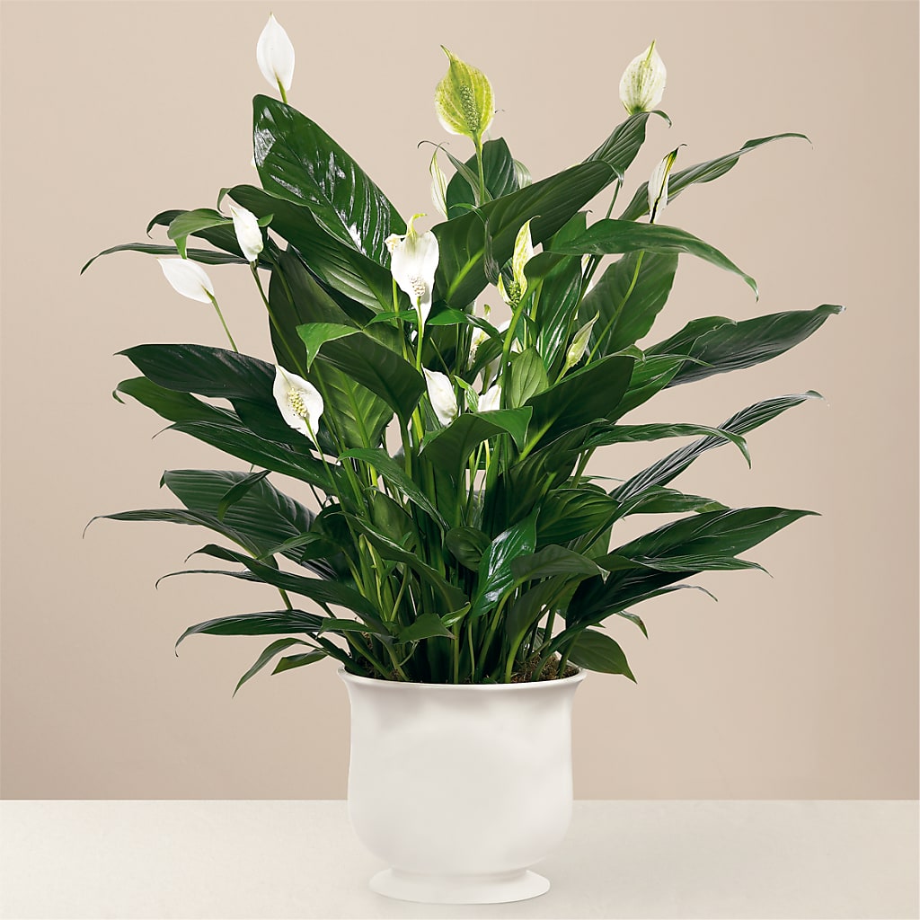Comfort Planter – Flowers By Roger Inc, Middletown OH