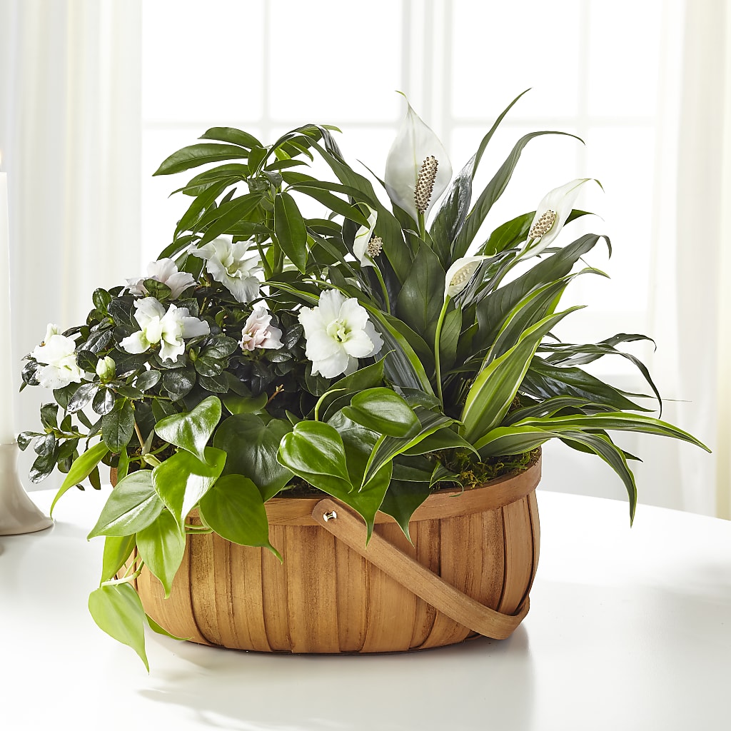 Serene Dishgarden – Flowers By Roger Inc, Middletown OH