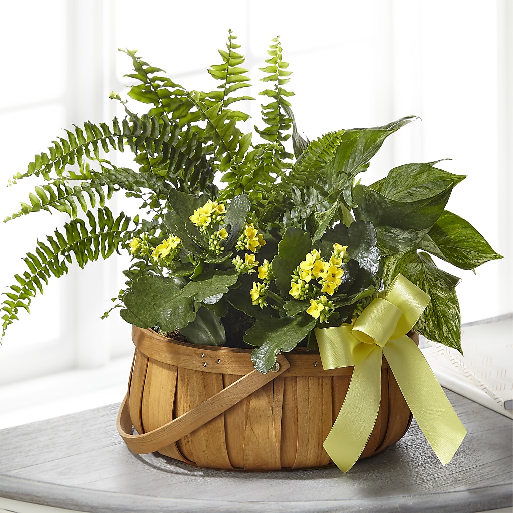 Always Dear Dishgarden – Flowers By Roger Inc, Middletown OH