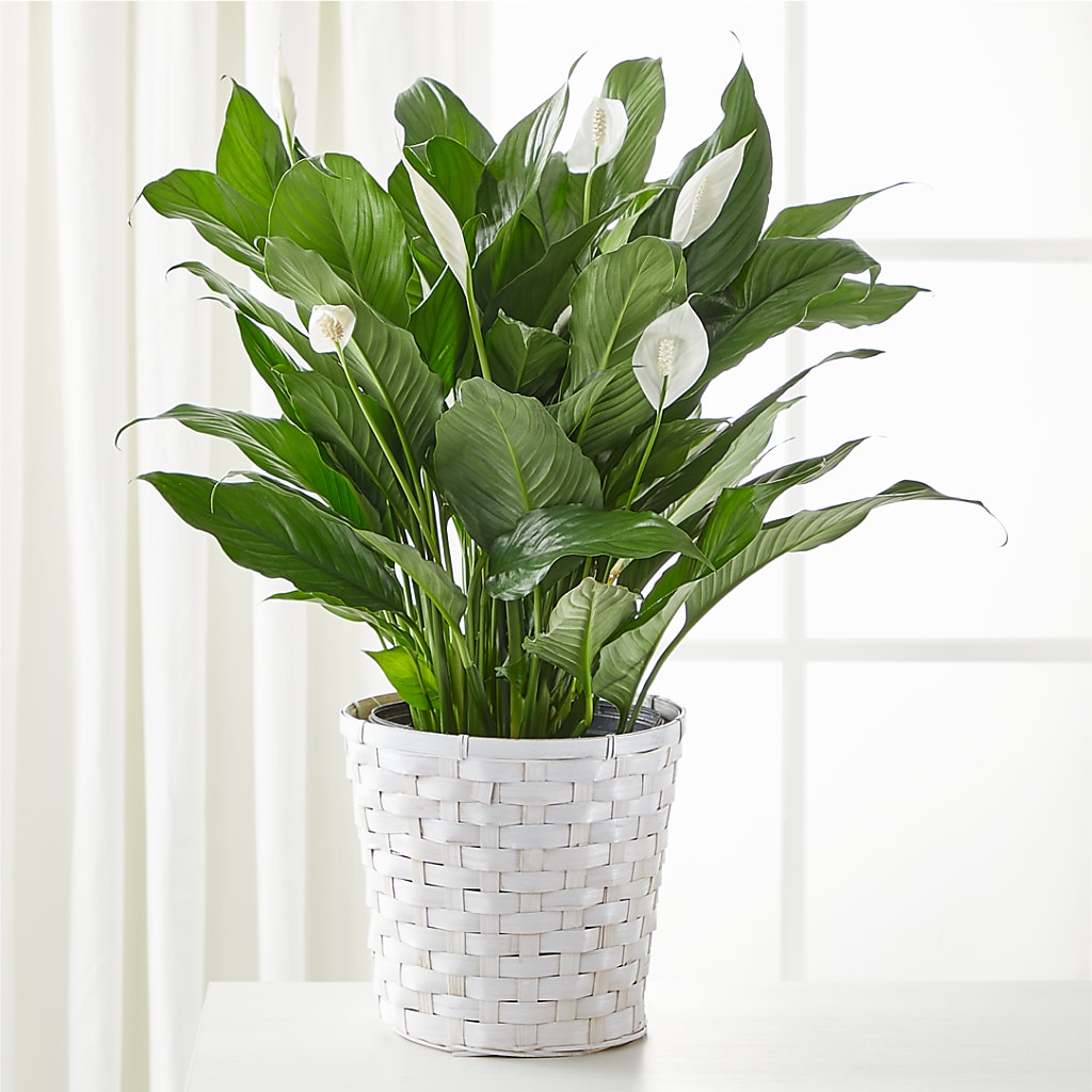 A New Leaf Peace Lily – Flowers By Roger Inc, Middletown OH