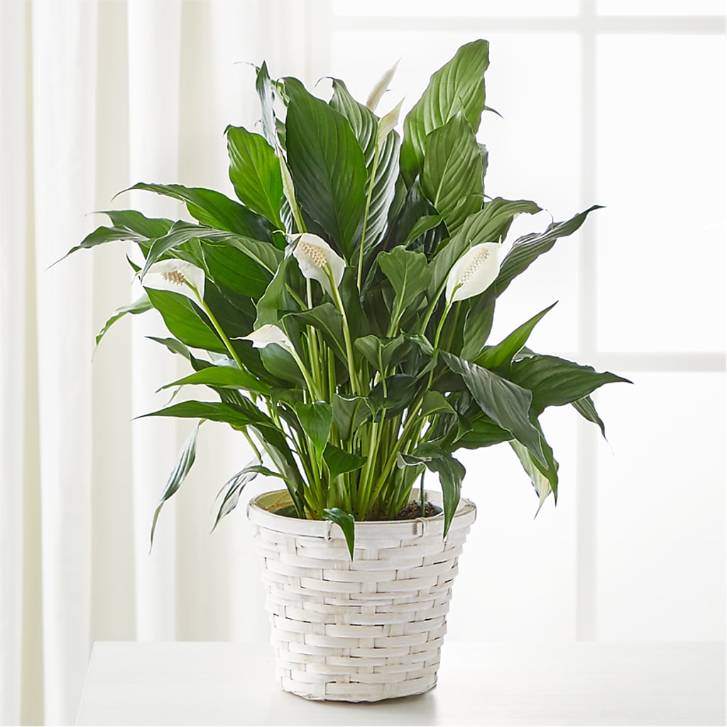 A New Leaf Peace Lily – Flowers By Roger Inc, Middletown OH