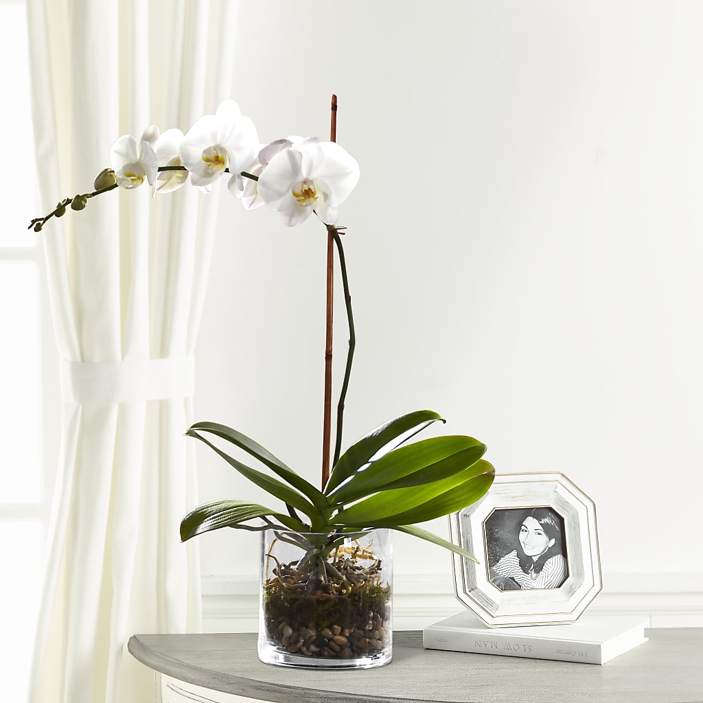 White Orchid Planter – Flowers By Roger Inc, Middletown OH