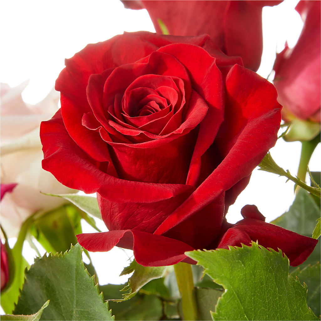 Love Notes Rose Bouquet – Flowers By Roger Inc, Middletown OH