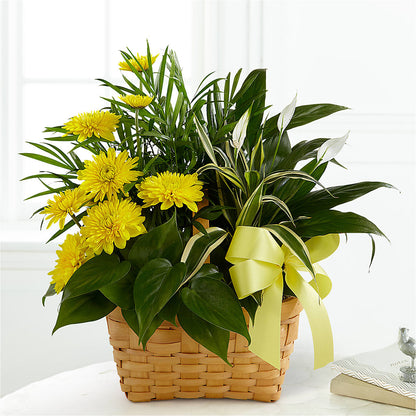 Loving Light Dishgarden –  Flowers By Roger Inc, Middletown OH