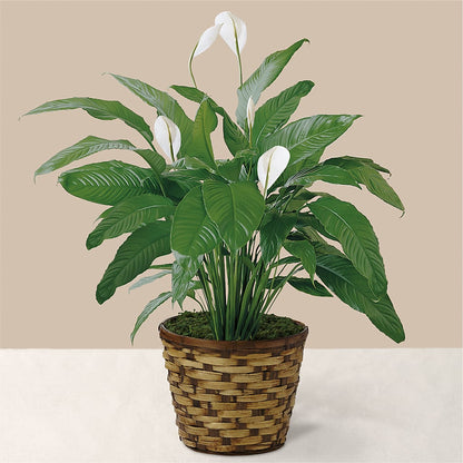 Tranquil Moments Peace Lily Plant –  Flowers By Roger Inc, Middletown OH