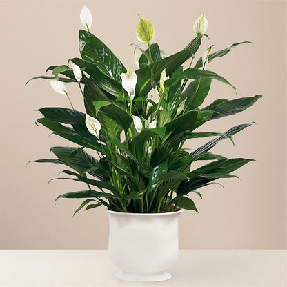 Comfort Planter –  Flowers By Roger Inc, Middletown OH