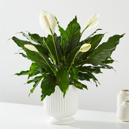 Comfort Planter –  Flowers By Roger Inc, Middletown OH
