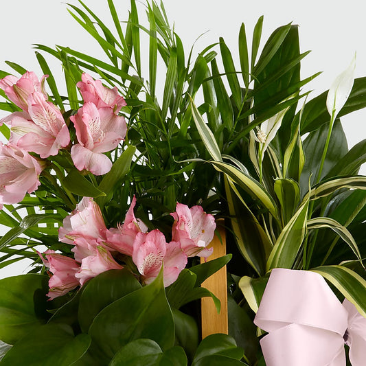 Living Spirit Dishgarden –  Flowers By Roger Inc, Middletown OH