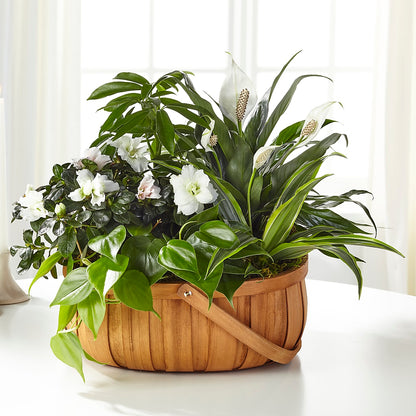 Serene Dishgarden –  Flowers By Roger Inc, Middletown OH