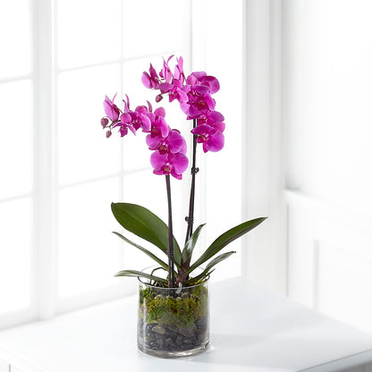 Pink Orchid Plant –  Flowers By Roger Inc, Middletown OH