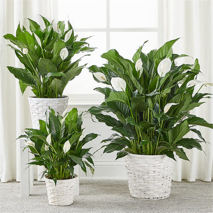 A New Leaf Peace Lily –  Flowers By Roger Inc, Middletown OH