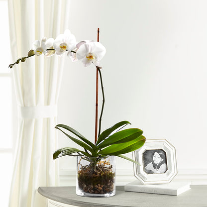 White Orchid Planter –  Flowers By Roger Inc, Middletown OH